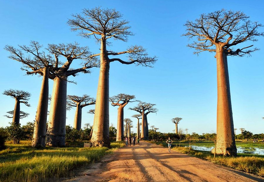 Allée des baobabs, Madagascar