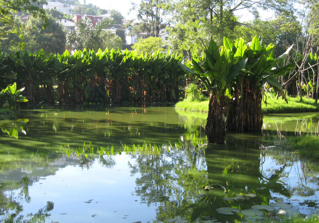 Le parc de Tsimbazaza