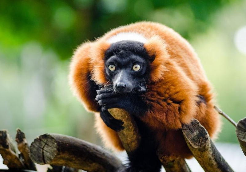 Que faire à Madagascar : le Lemurs Park, près d'Antananarivo