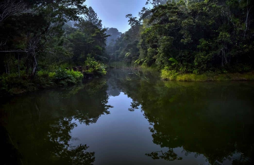 Parc national d'Andasibe à Madagascar